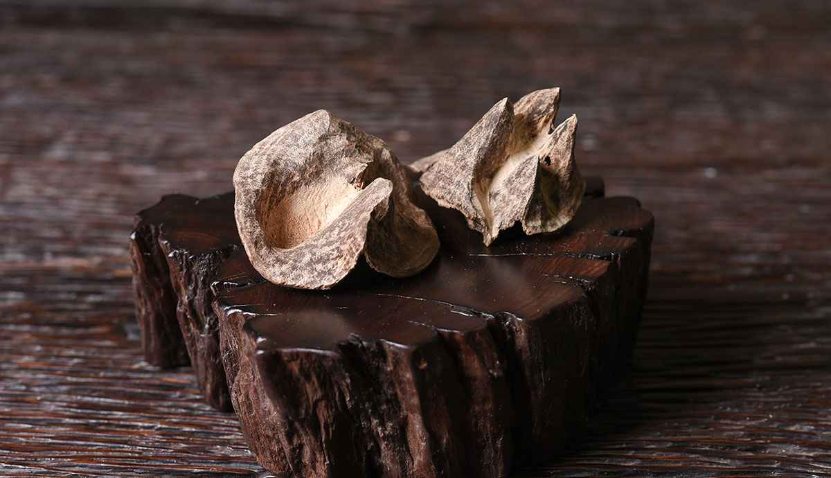 百年沉香 野生螺殼(歡迎詢價)